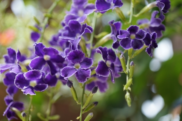 デュランタ(10月1日の誕生花)