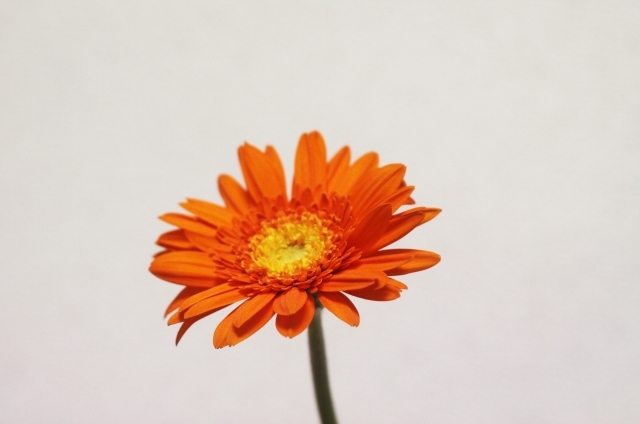 ガーベラ（赤）(10月11日の誕生花)