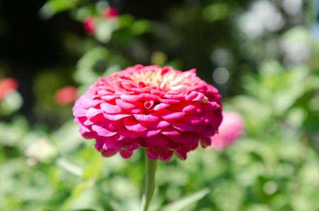 キク（赤）(10月13日の誕生花)