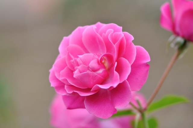 バラ（絞り）(10月14日の誕生花)