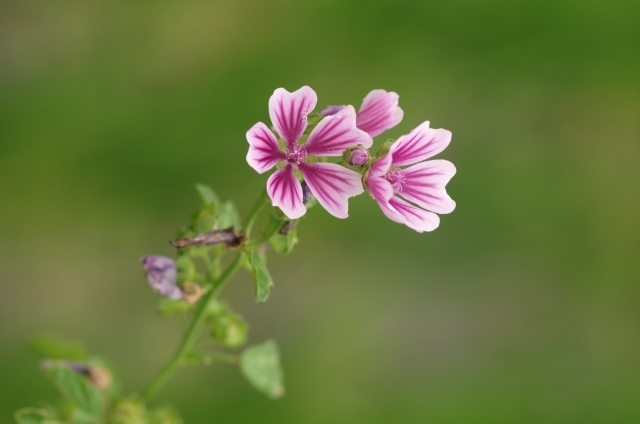 ゼニアオイ(10月16日の誕生花)