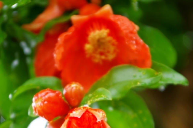 ザクロ(10月17日の誕生花)