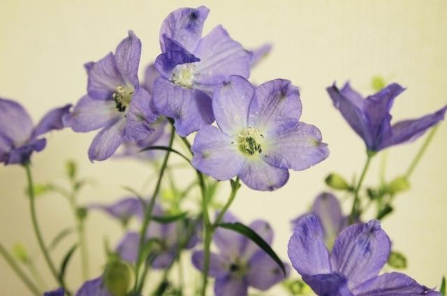 デルフィニウム(10月2日の誕生花)