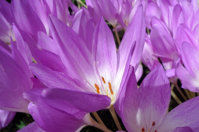 サフラン(10月20日の誕生花)