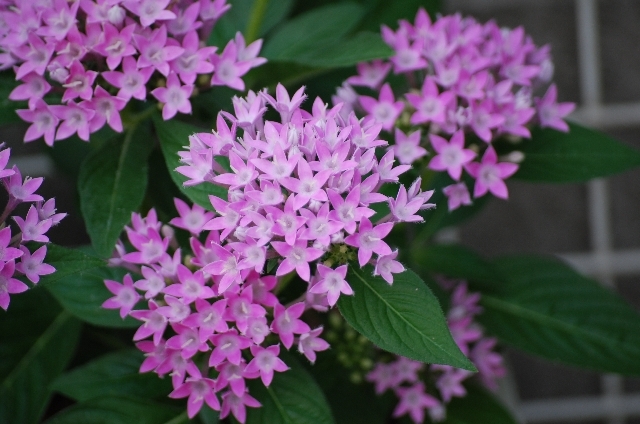 ペンタス(10月22日の誕生花)