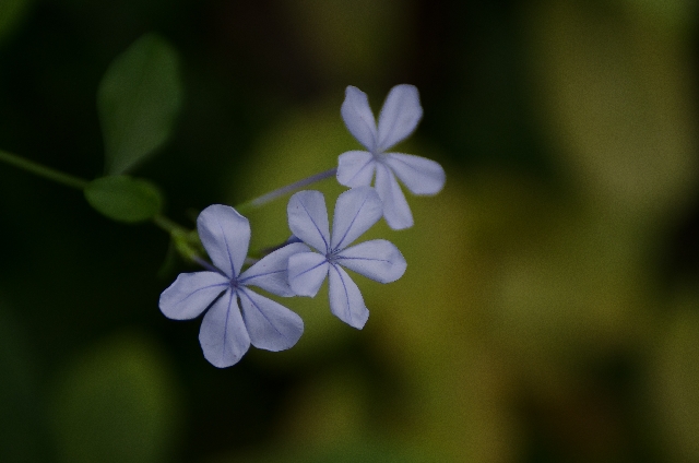ルリマツリ(10月24日の誕生花)