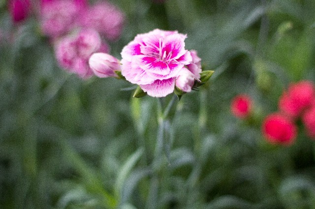 カーネーション（ピンク）(10月25日の誕生花)