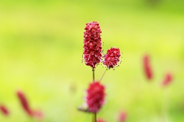 ワレモコウ(10月28日の誕生花)