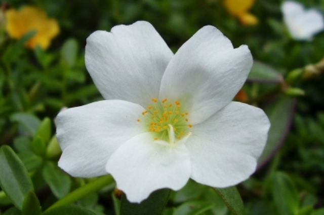 ポーチュラカ(10月29日の誕生花)