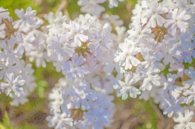 バーベナ(10月3日の誕生花)