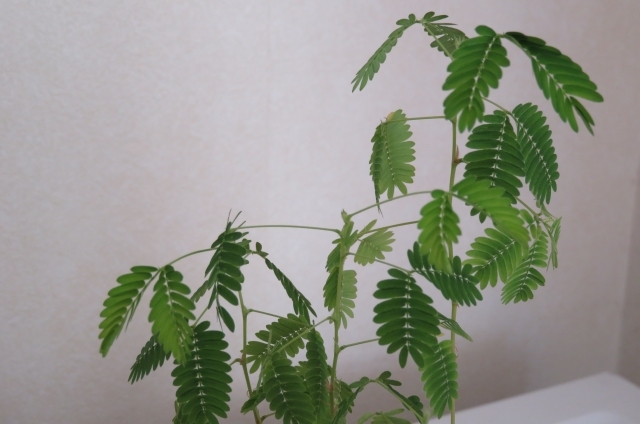 オジギソウ(10月6日の誕生花)