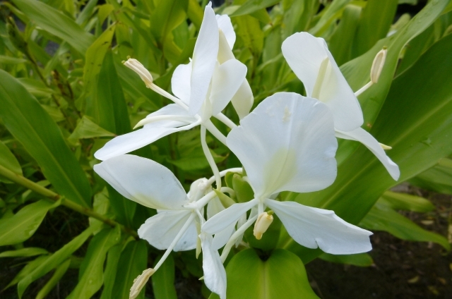 ジンジャー(10月7日の誕生花)