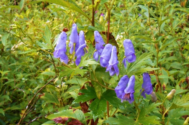 トリカブト(10月8日の誕生花)