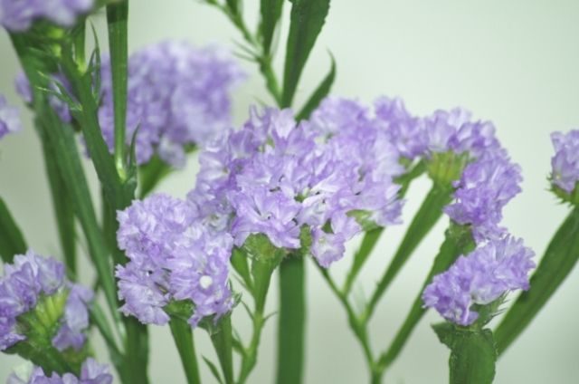 スターチス(11月11日の誕生花)