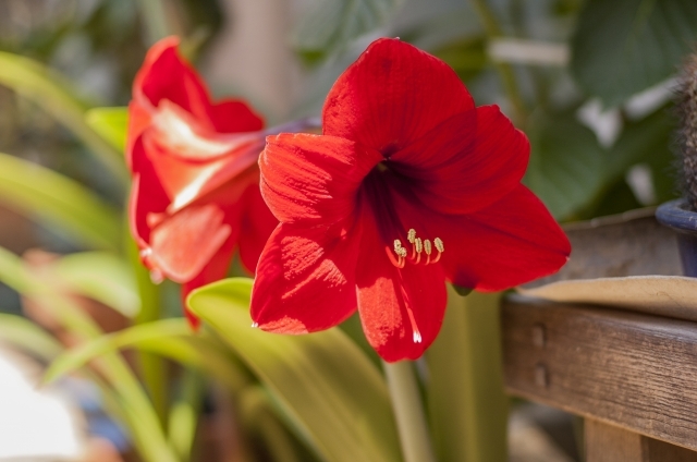 アマリリス（赤）(11月13日の誕生花)