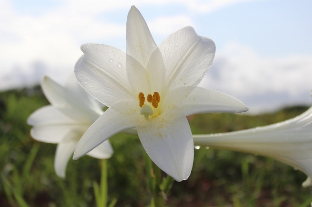 テッポウユリ(11月16日の誕生花)