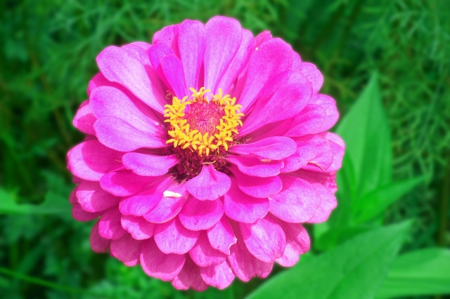 ヒャクニチソウ(11月17日の誕生花)