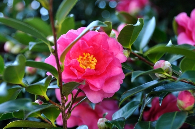 サザンカ(11月18日の誕生花)