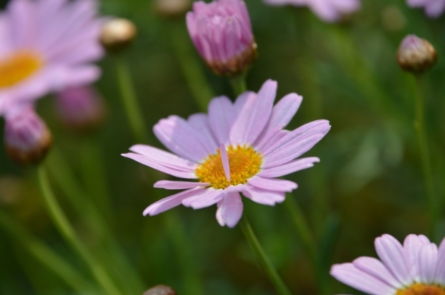 マーガレット（ピンク）(11月22日の誕生花)