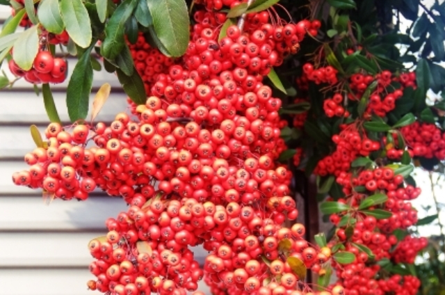 ナンテン(11月24日の誕生花)