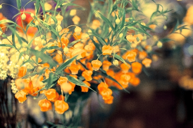 サンダーソニア(11月28日の誕生花)