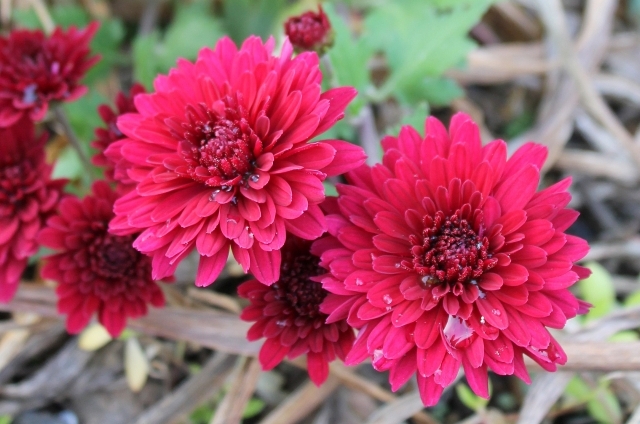 キク（ピンポン菊）(11月3日の誕生花)