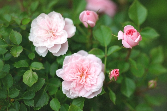 ミニバラ(11月30日の誕生花)