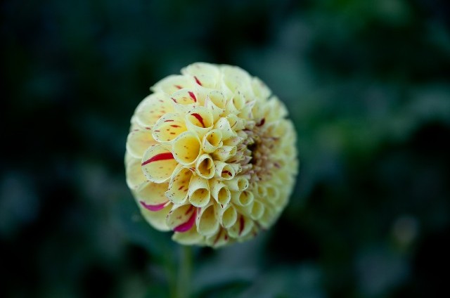 ダリア（ポンポン咲き）(11月8日の誕生花)