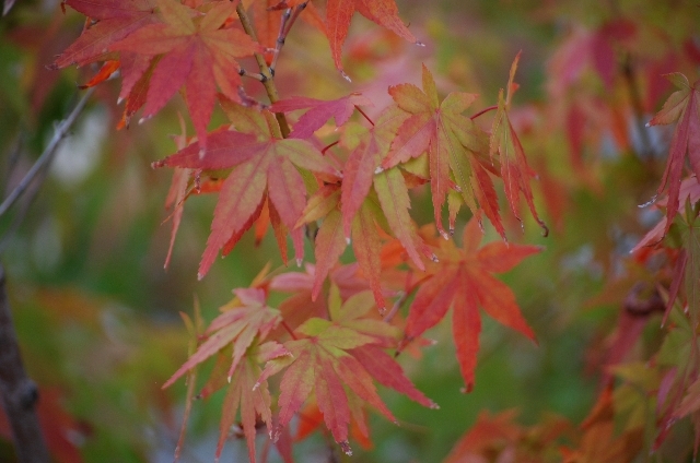 イロハカエデ(11月9日の誕生花)