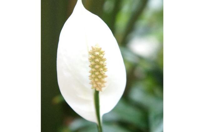 スパティフィラム(12月12日の誕生花)