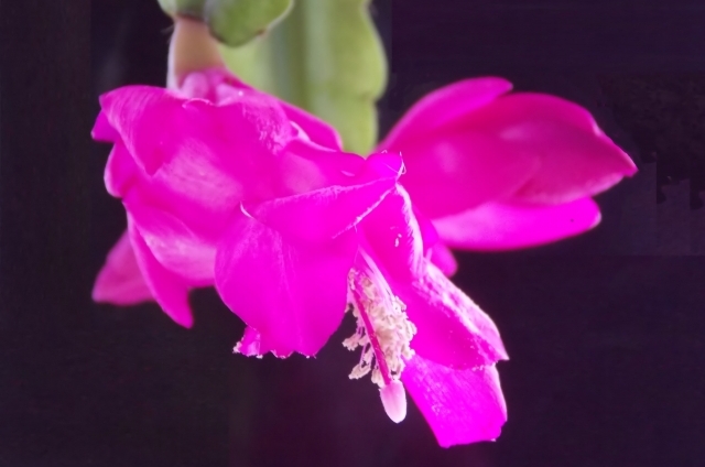 クリスマスカクタス(12月13日の誕生花)