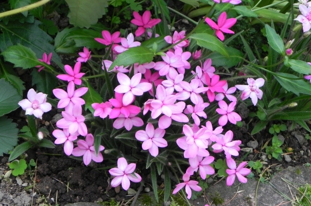 アッツザクラ(12月14日の誕生花)