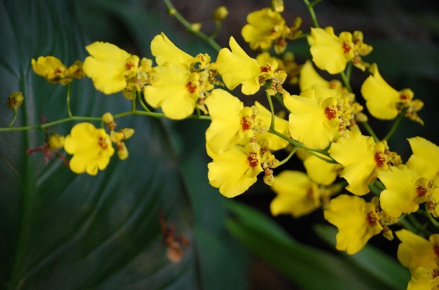 オンシジウム(12月2日の誕生花)