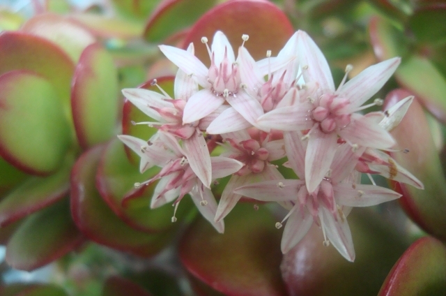 カゲツ(12月22日の誕生花)