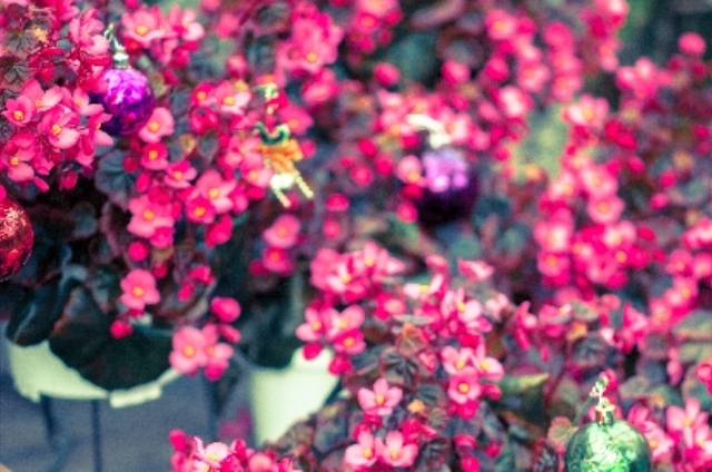 クリスマスベゴニア(12月23日の誕生花)