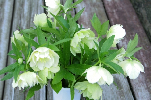 クリスマスローズ(12月24日の誕生花)