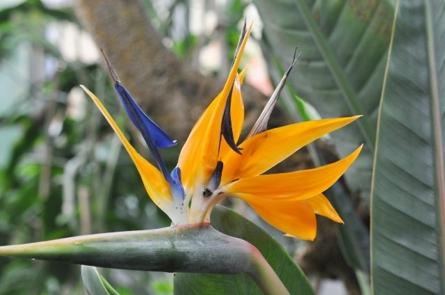 ストレリチア(12月26日の誕生花)