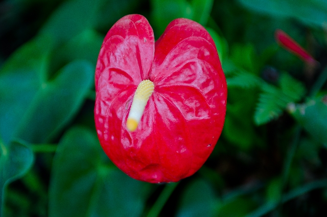 アンスリウム(12月27日の誕生花)