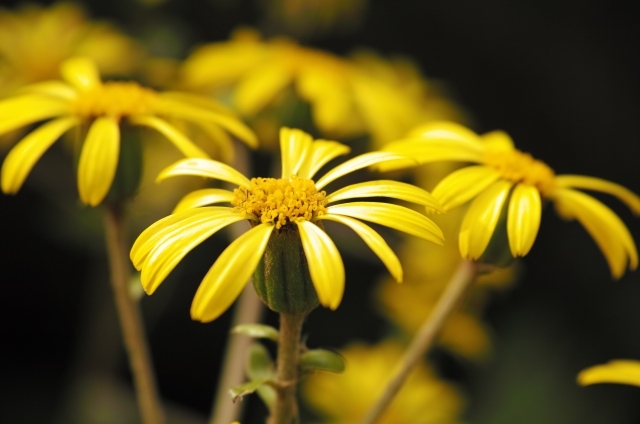 ツワブキ(12月3日の誕生花)