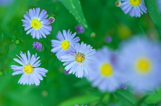 ブルーデージー(12月4日の誕生花)