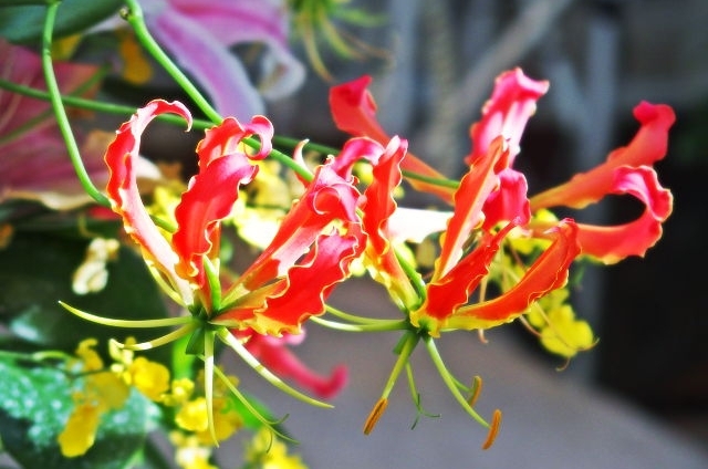 グロリオサ(12月5日の誕生花)