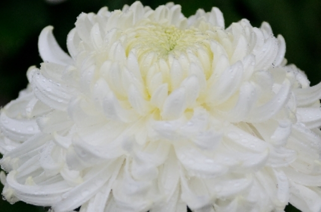 キク（白）(12月9日の誕生花)