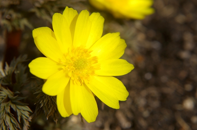 フクジュソウ(1月1日の誕生花)