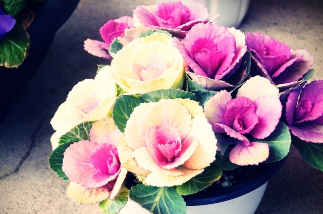 ハボタン(1月10日の誕生花)