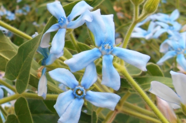 ブルースター(1月12日の誕生花)