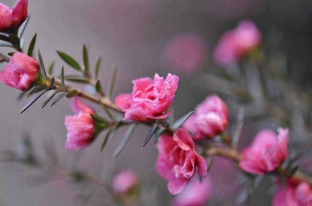 ギョリュウバイ(1月13日の誕生花)