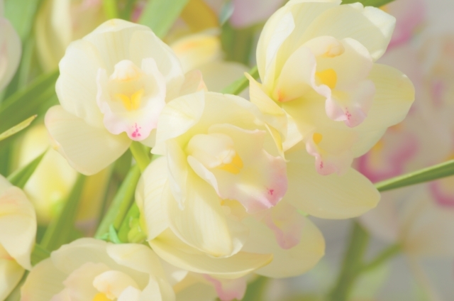 シンビジウム(1月14日の誕生花)