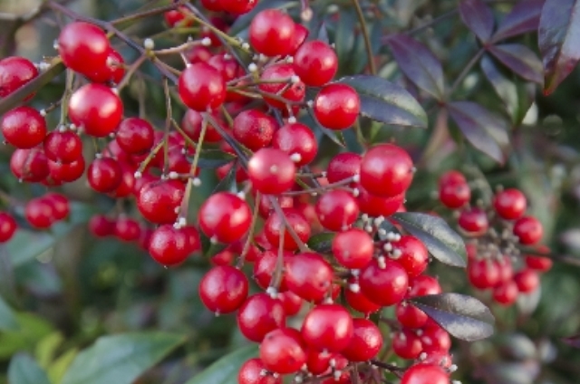 マンリョウ(1月15日の誕生花)