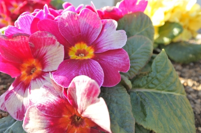 プリムラ・ジュリアン(1月17日の誕生花)