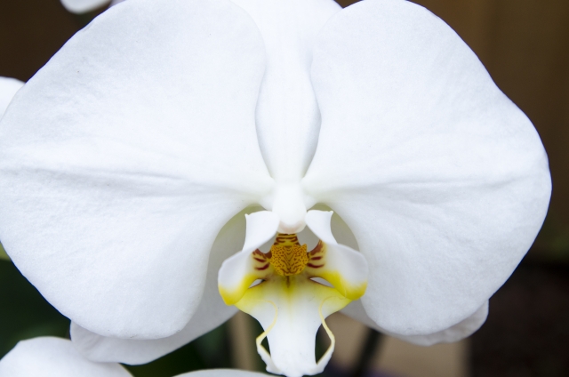 コチョウラン(胡蝶蘭)(1月2日の誕生花)